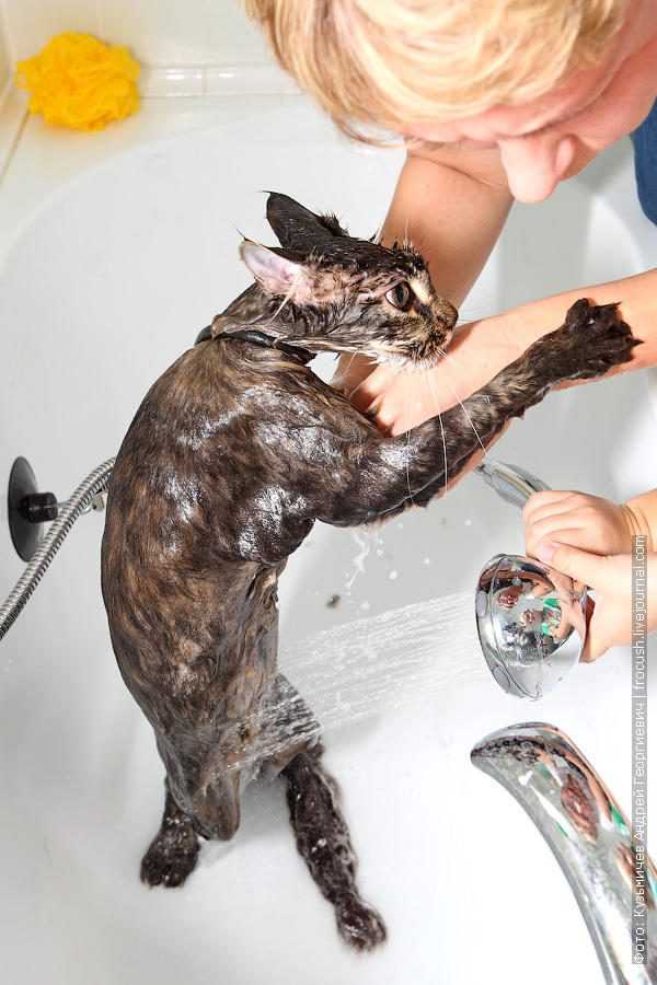 Как купать котенка: как часто, какими средствами [инструкция с видео]