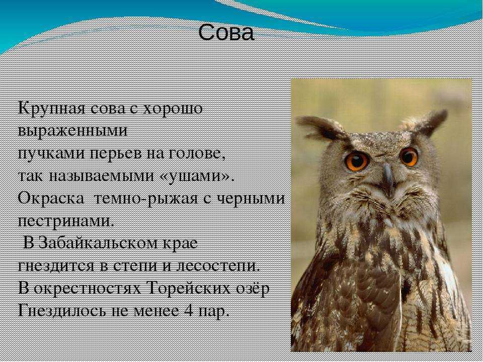 Животные красной книги россии - названия видов, фото и описание — природа мира