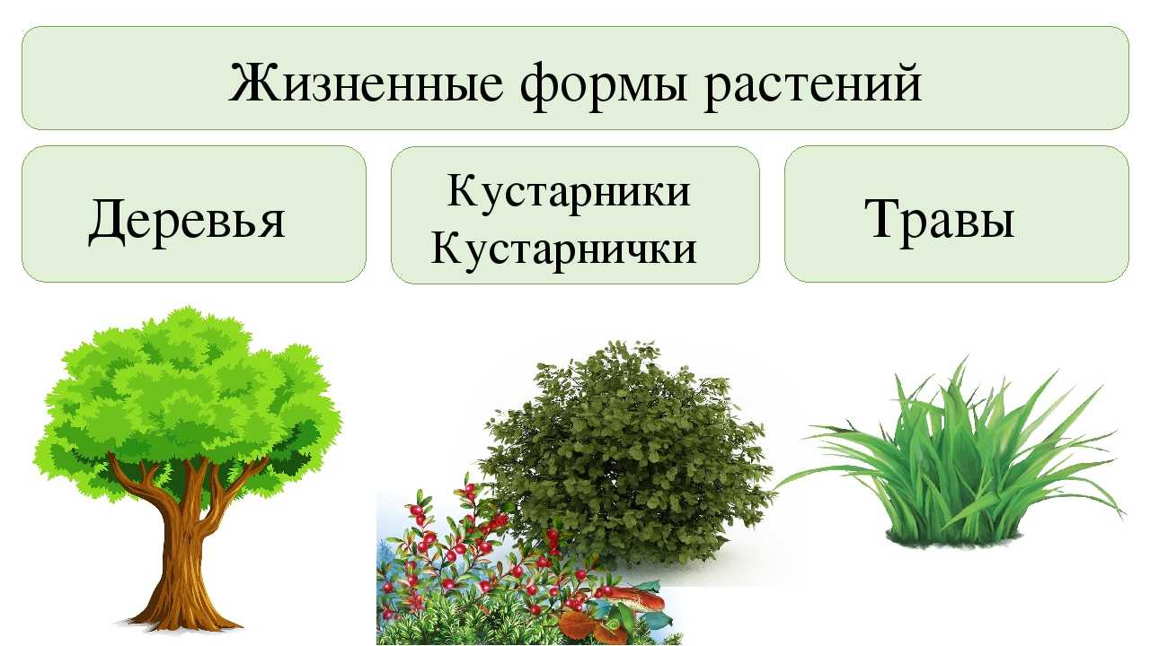 Группы растений (окружающий мир, 2 класс) и их таблица: травы, кустарники и деревья