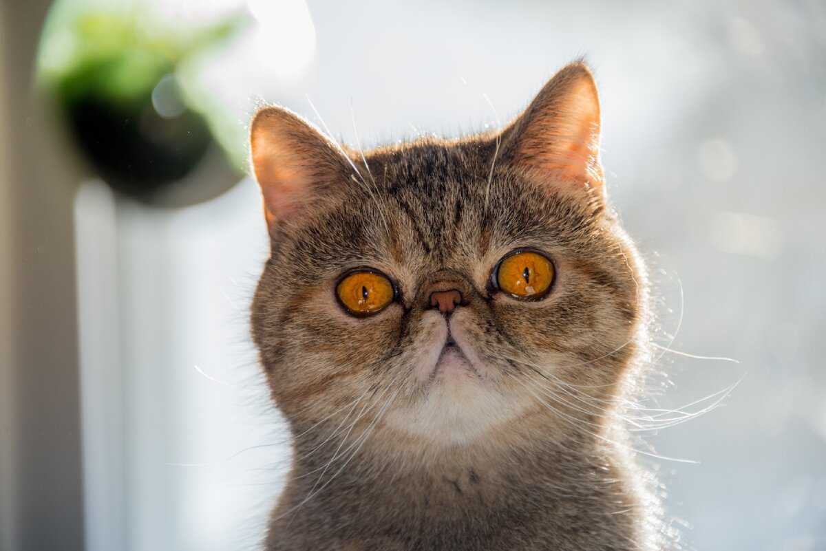 Породы кошек с приплюснутой мордой и большими глазами