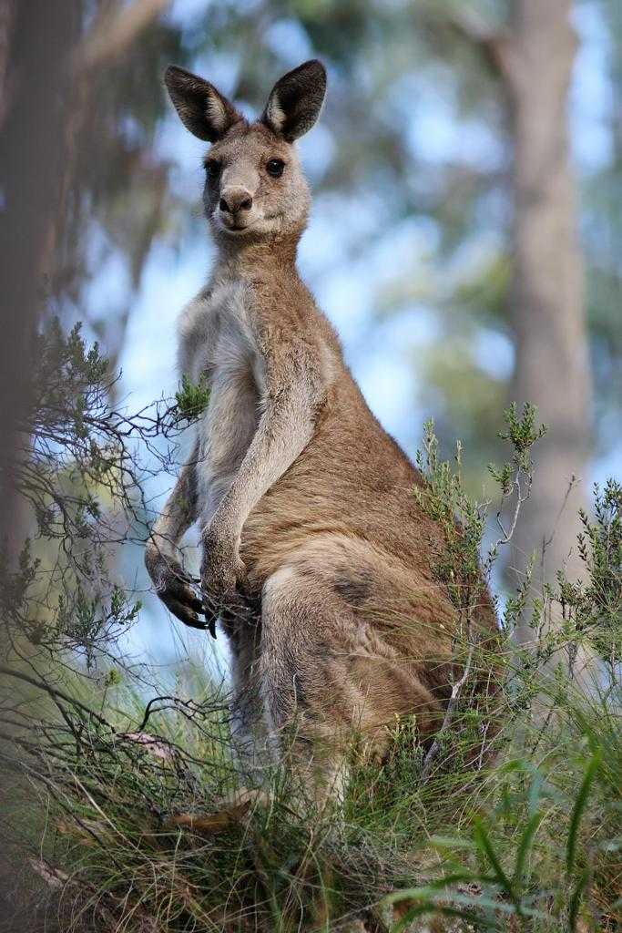 Животные в австралии, о которых вы должны знать