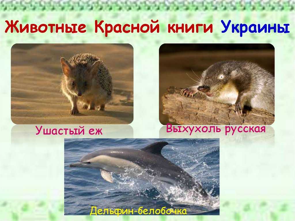 Животный мир Украины разнообразен: 28 000 видов фауны, из них более 690 видов позвоночных животных 100 видов млекопитающих, 350 видов птиц, 21 вид