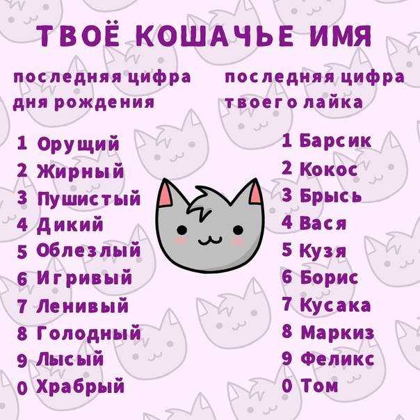 370 имен для мейн-кунов кота и кошку (по полу, окрасу, оригинально)