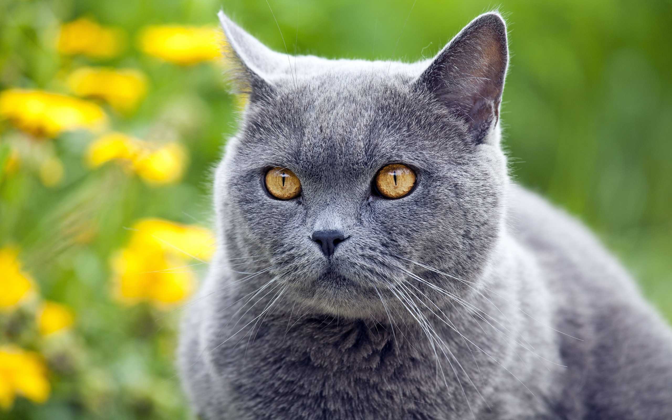 Серый кот: породы короткошерстных или пушистых питомцев, приметы и поверья о кошках разных цветов