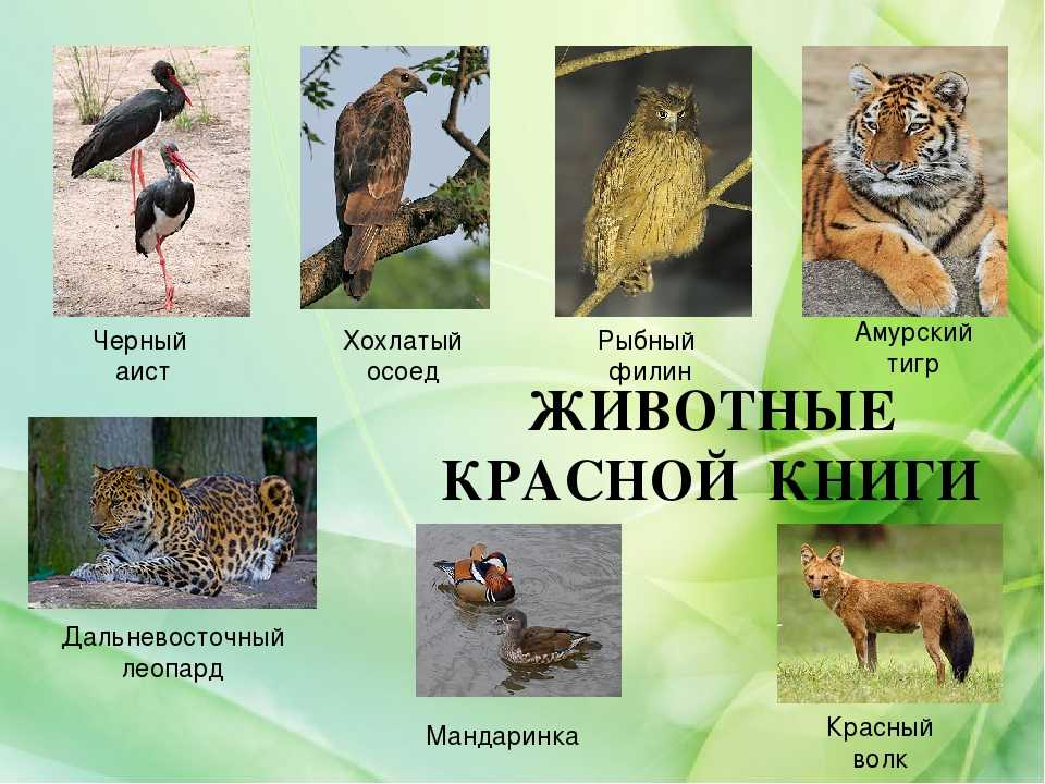 Животные крыма. описания, названия и особенности животных крыма