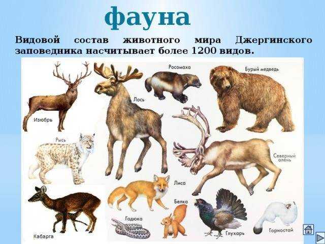 Животные тайги - названия видов, фото и описание — природа мира