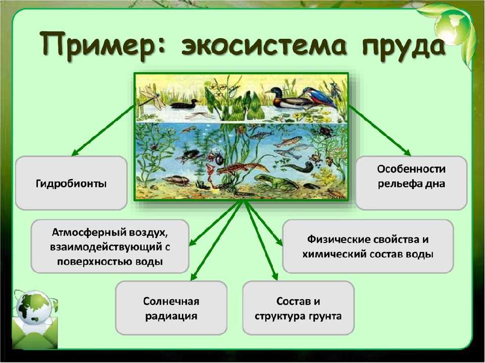 Природные и искусственные экосистемы