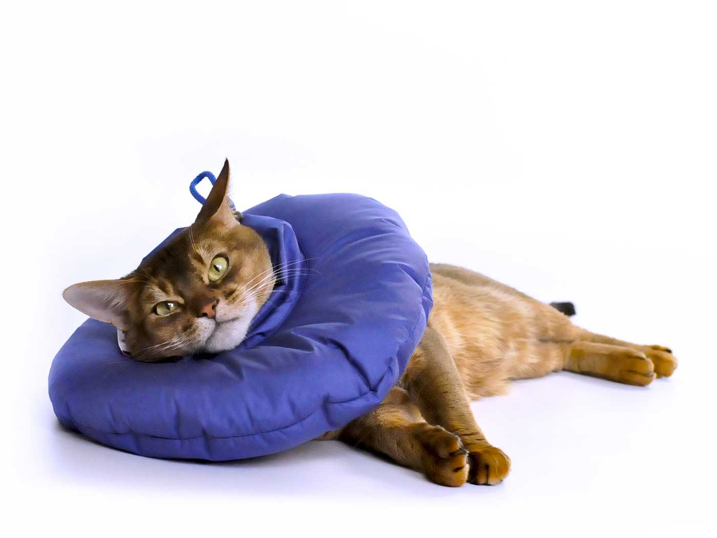 Защитный воротник для кошки: виды, инструкция применения