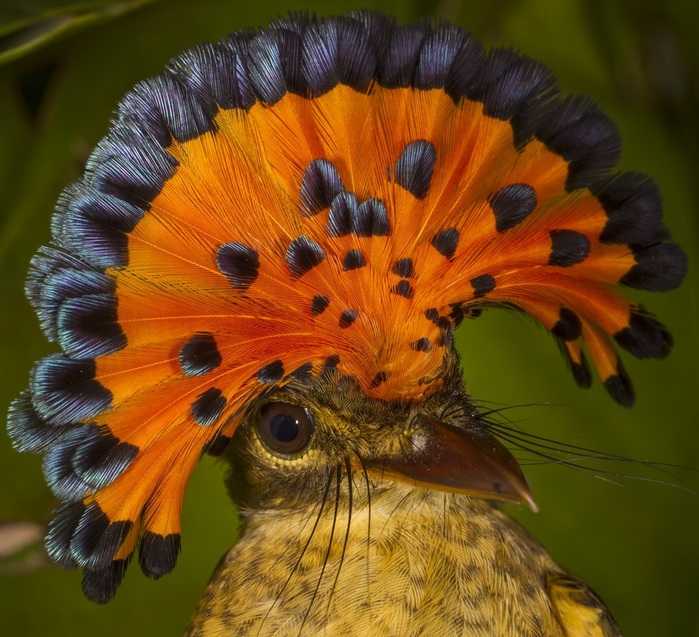 Самая красивая птица в мире: фото и название