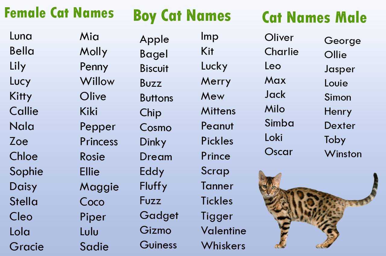 Как назвать серого котёнка мальчика и девочку: 426 легких и прикольных имён на 2022 год
