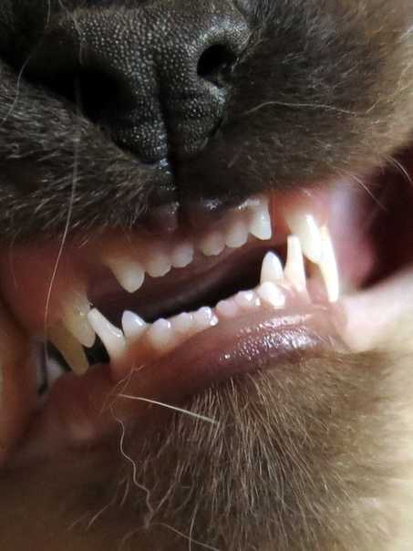 У кота выпадают зубы: что делать | муркоша