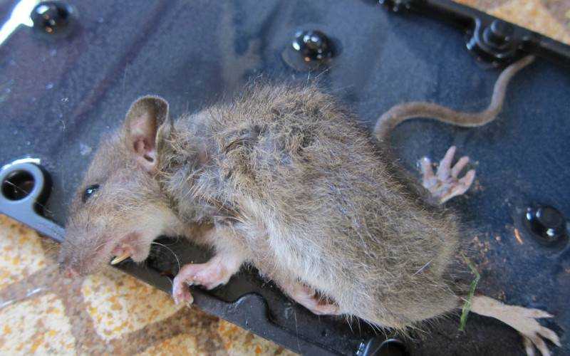 Сколько живут крысы: дикие, декоративные, домашние