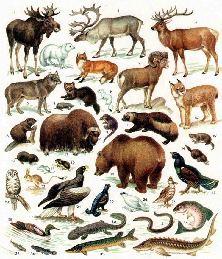 Животные кавказа - названия, описание и фото — природа мира