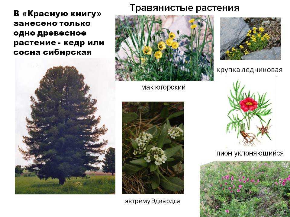 Растения красной книги россии - ecobloger