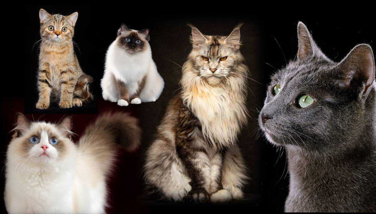 Самые красивые породы кошек в мире с фото и названиями