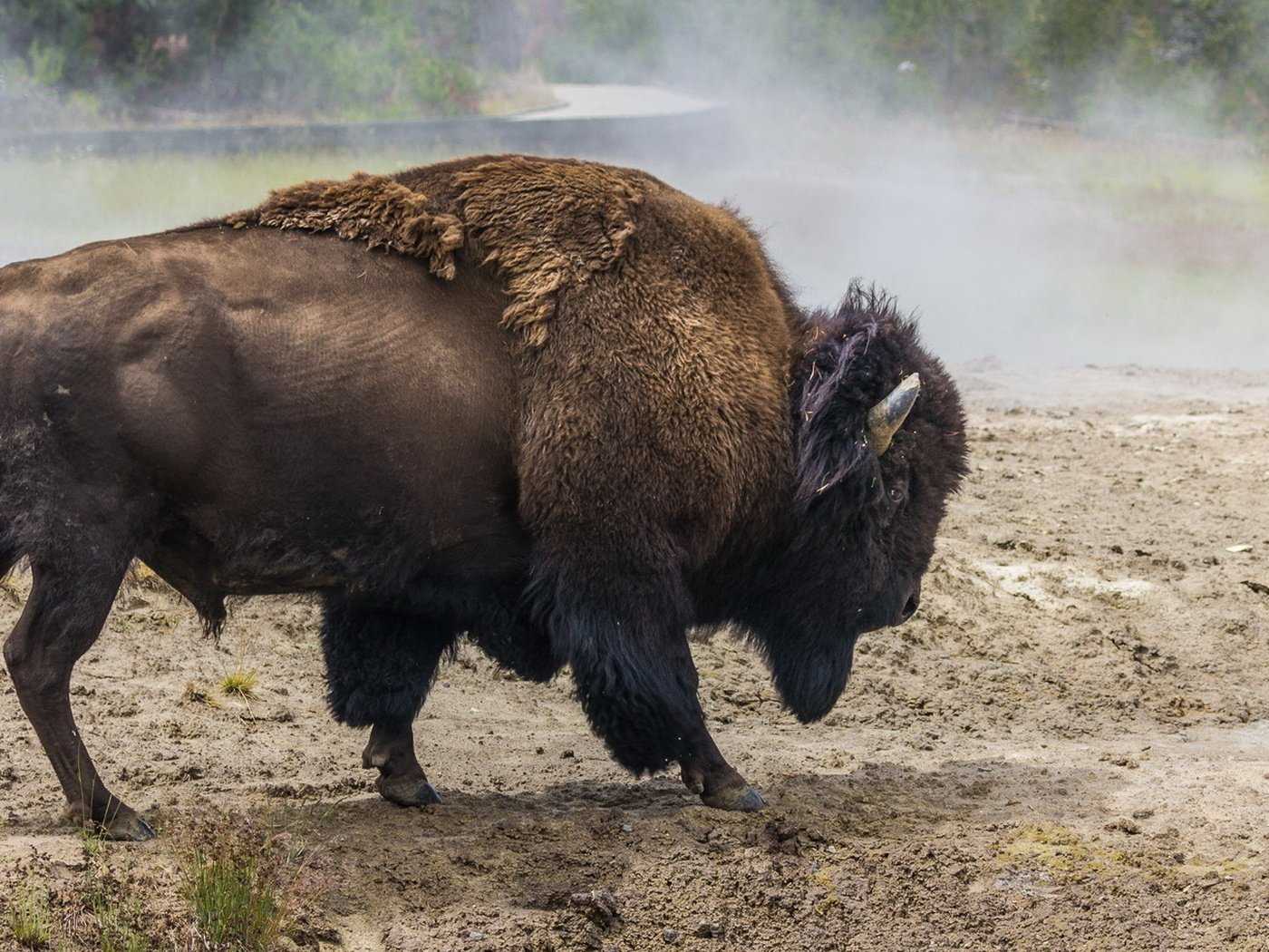 Бизон. (американский) бизон. bison bison linnaeus = (американский) бизон