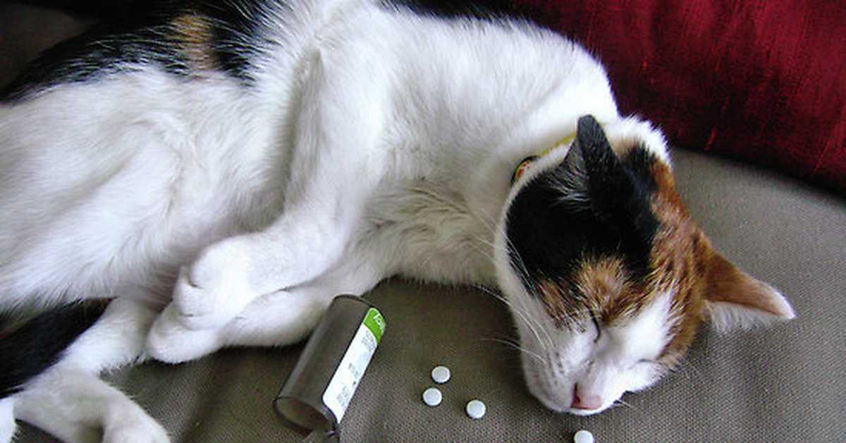 Почему рвет кота белой пеной, едой, что делать, если кошку тошнит, она рыгает, что дать и чем облегчить состояние в домашних условиях - блог о животных - zoo-pet.ru