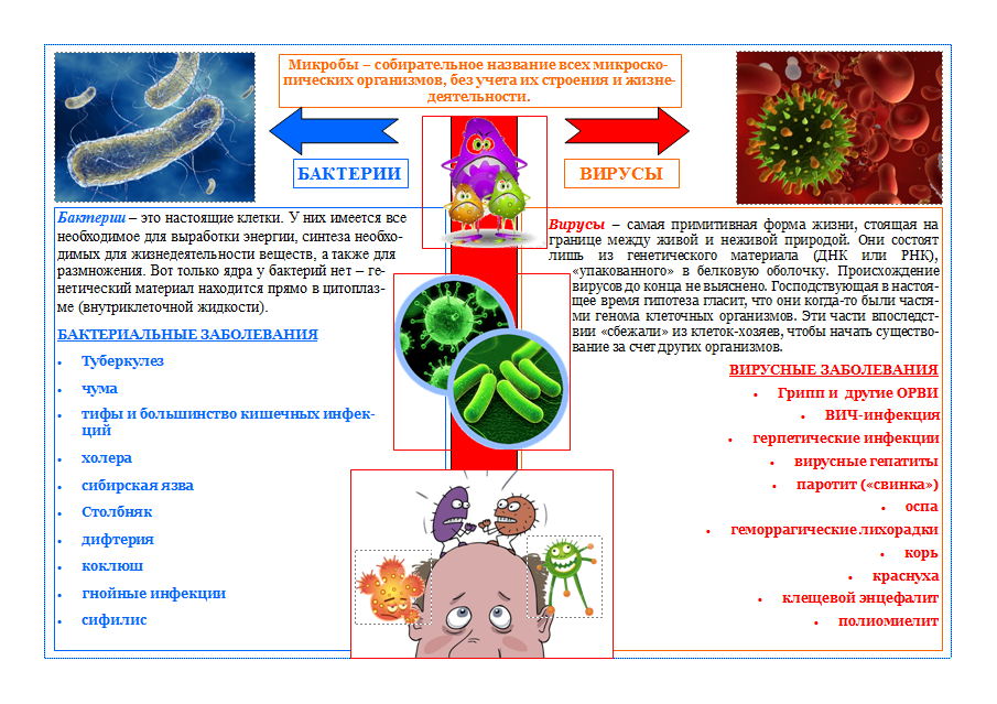 Вирусы и бактерии, основная информация простыми словами