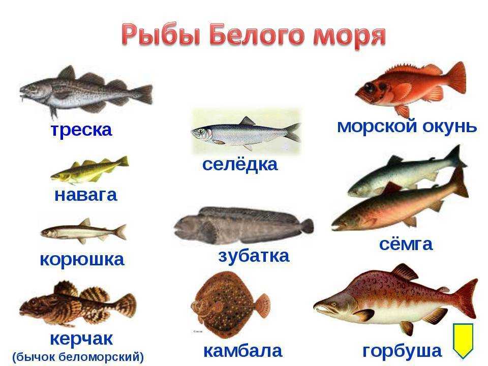 Лососевые рыбы названия, характерные особенности видов, среда обитания, промысел