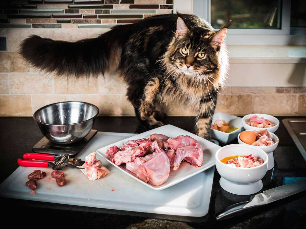 Чем нельзя кормить кастрированного кота и почему