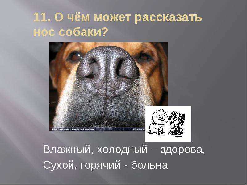 Мокрые носы у собак очень распространенное явление Хотя некоторые люди считают, что влажный нос является признаком хорошего здоровья, а сухой нос - признаком болезни, это всего лишь миф и не служит надежным способом проверить здоровье вашей собаки