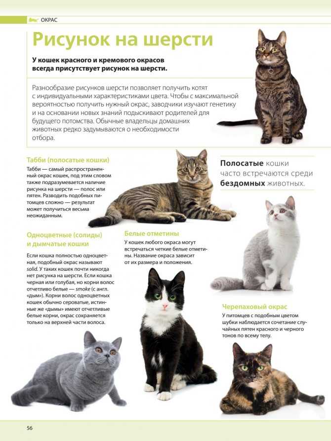 Как определить породу кошки по внешним признакам: окрас, особенности телосложения, фото
