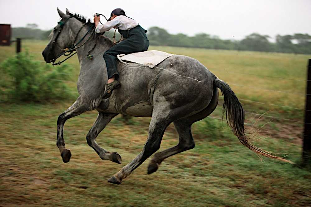 Самые быстрые лошади в мире: средняя скорость бега коня с наездником