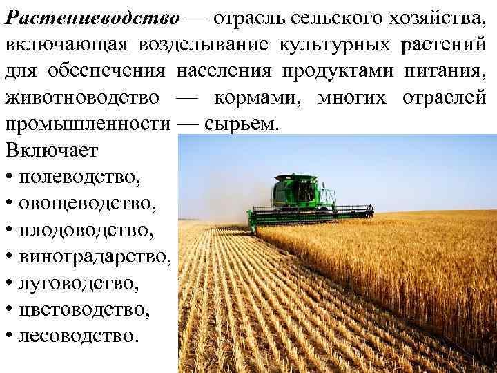 Растениеводство - это отрасль сельского хозяйства, занимающаяся возделыванием культурных растений. растениеводство в россии :: syl.ru