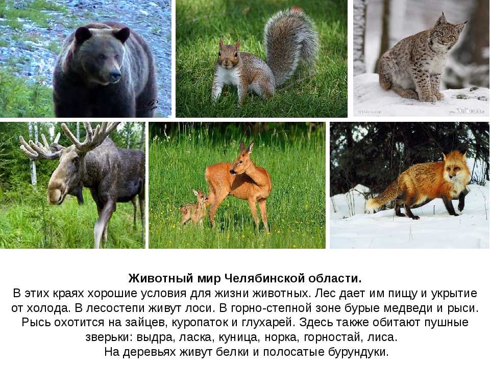Животные фото и название и описание