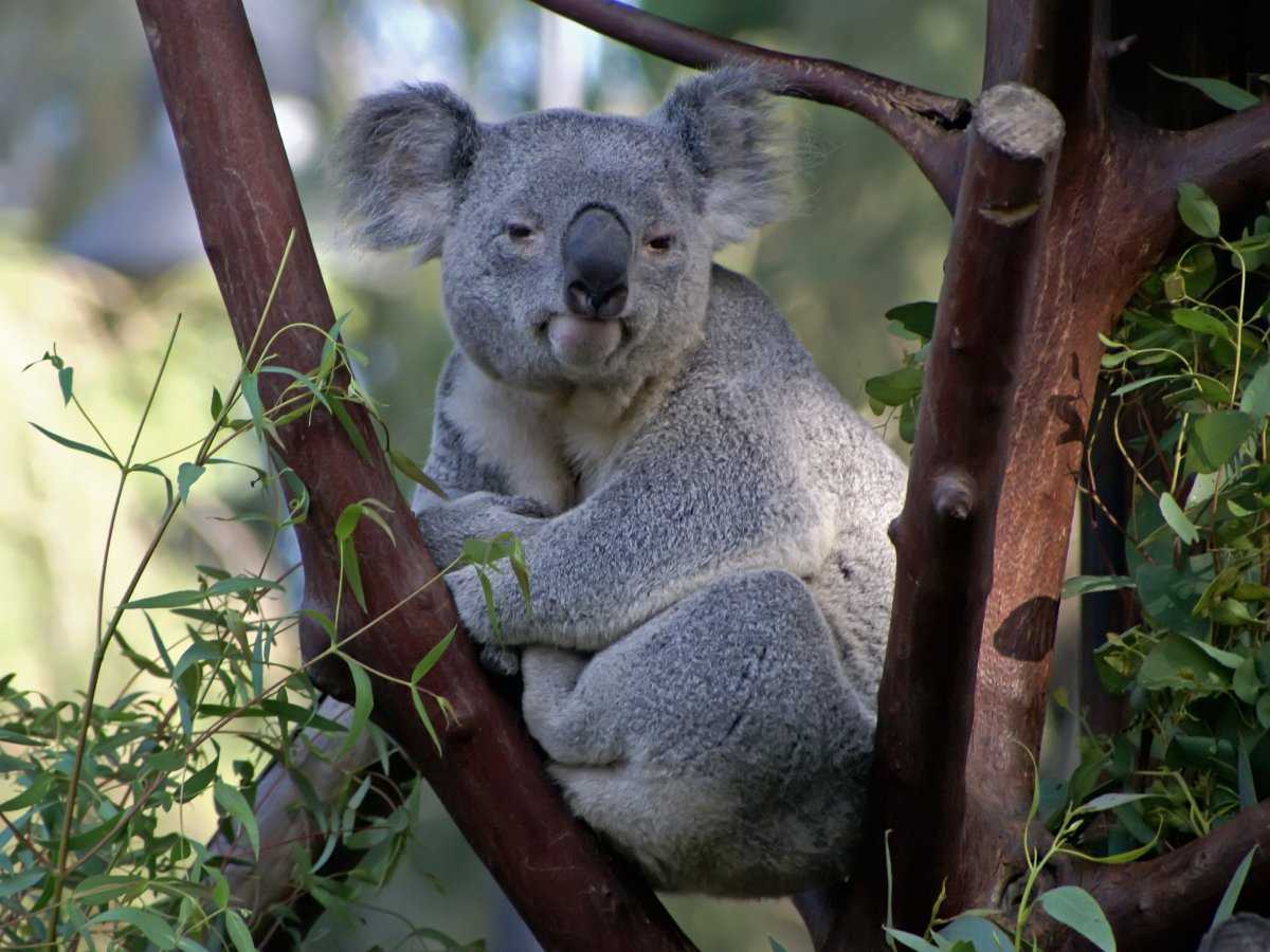 Сообщение про коалу - внешность, среда обитания, образ жизни.