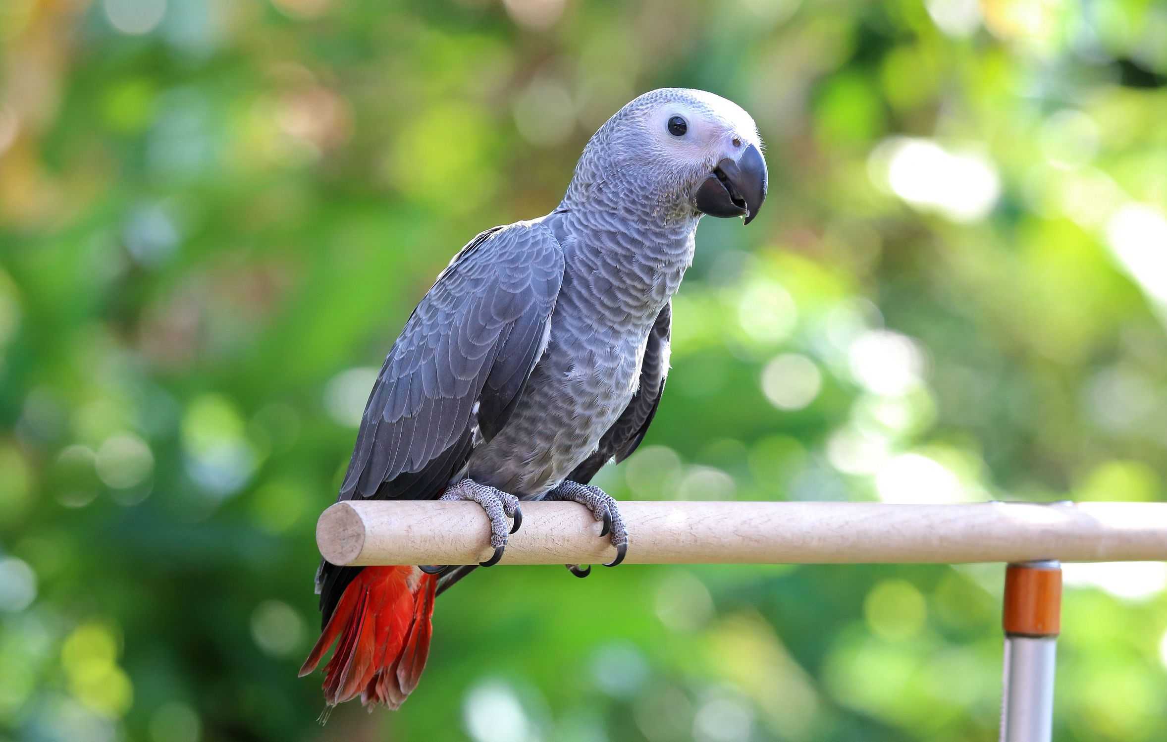 Сколько живут попугаи: в домашних условиях, дикой природе