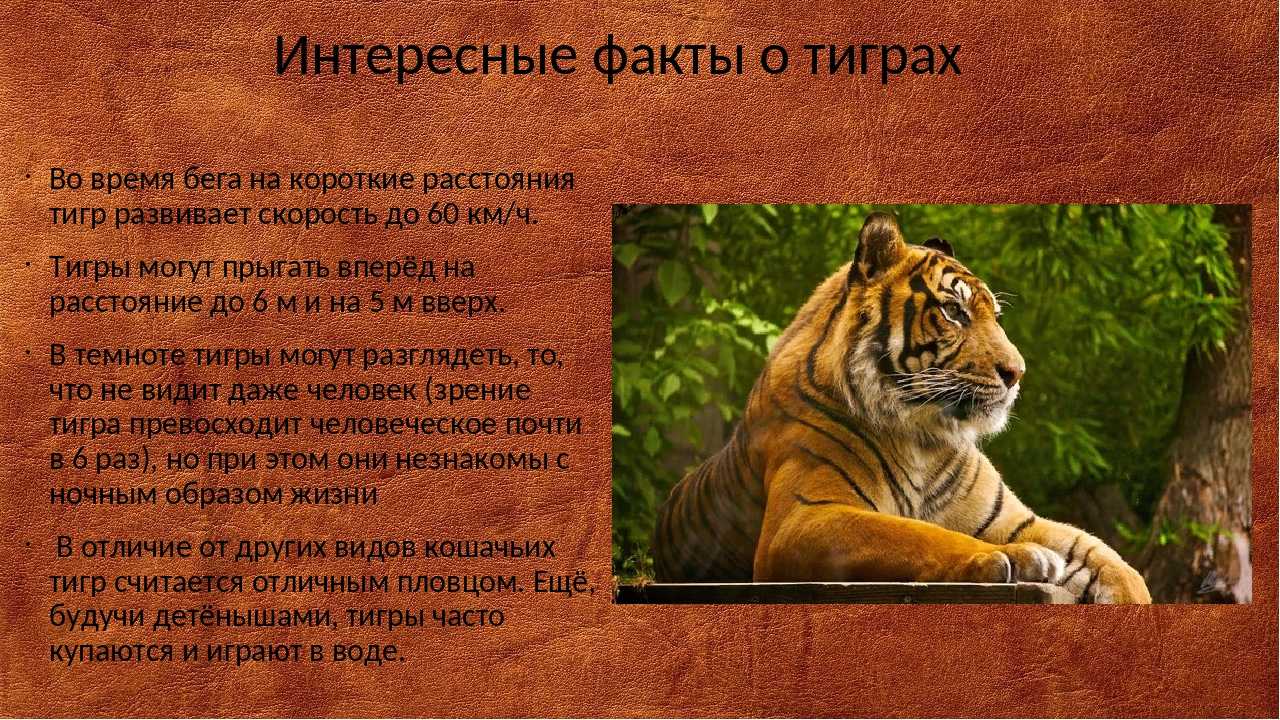 Интересные факты о тиграх | виды и цветовые вариации тигров