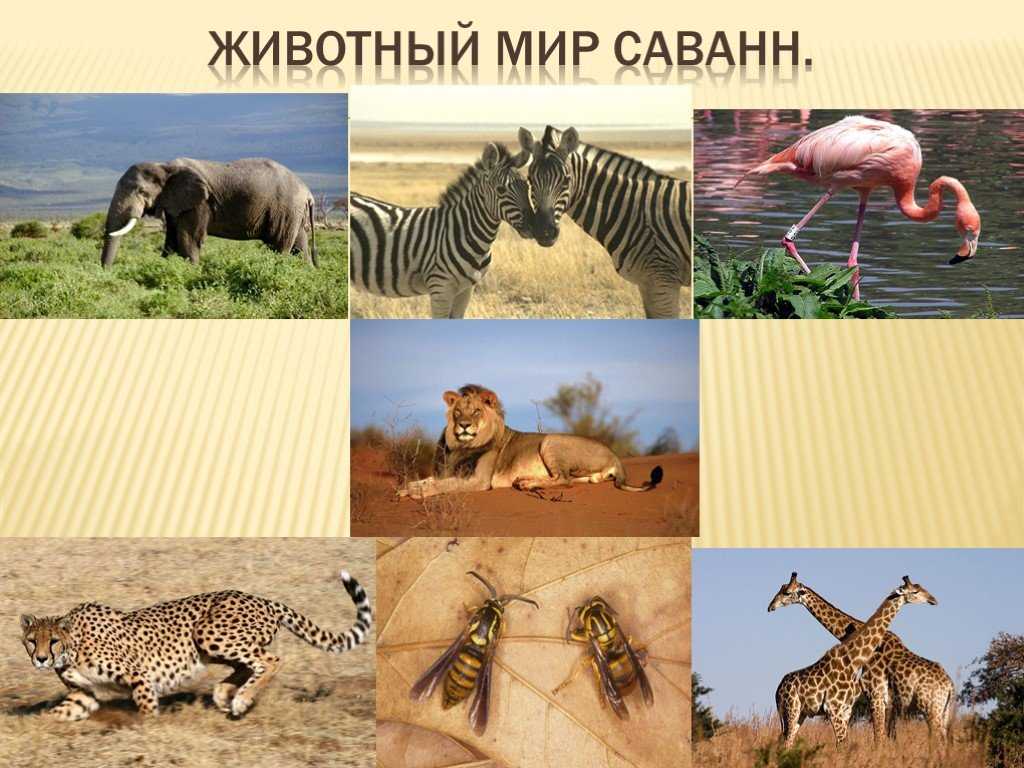 Страна миллиона белых слонов - блог «фотоальбом» - astv.ru