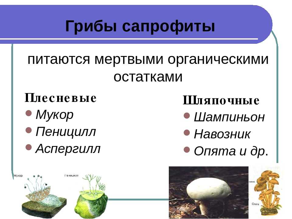 Сапротрофы роль в природе. Грибы сапрофиты 5 класс биология. Тип питание сапрофиты грибы. Являются сапрофитами плесневые грибы. Грибы сапрофиты паразиты симбионты.