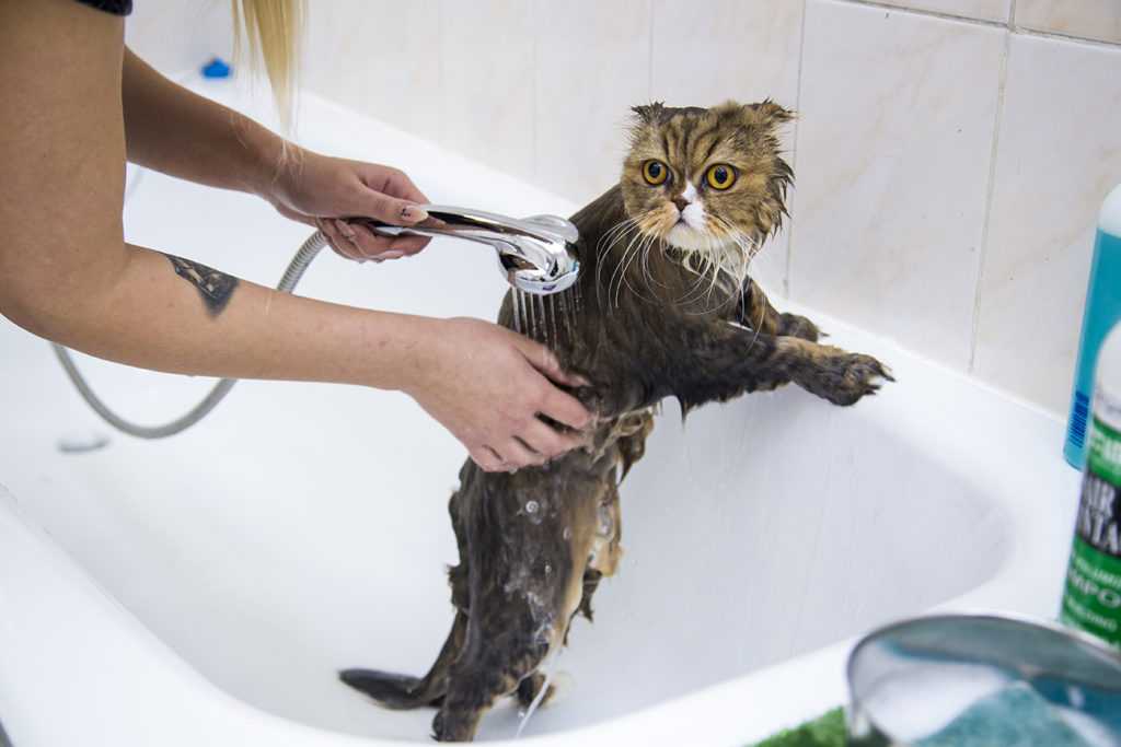 Купаем маленького котенка в 1, 2, 3 месяца. можно ли мыть котенка?