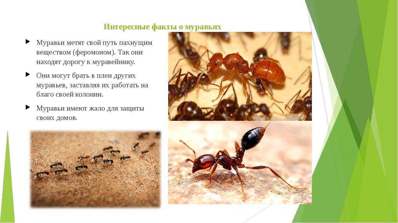 Какое самое опасное насекомое в мире? :: syl.ru