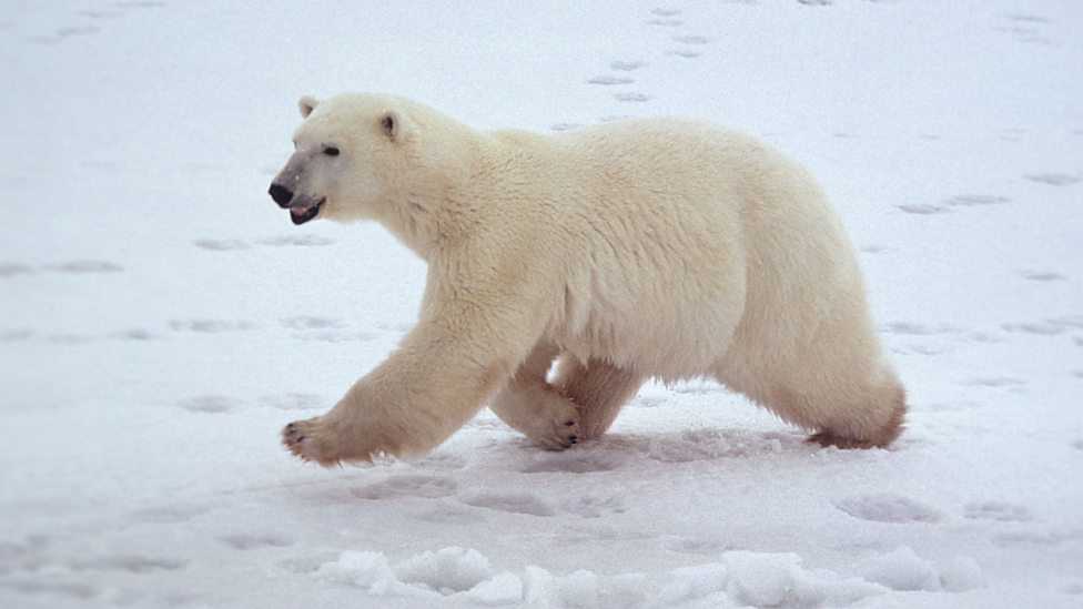 С какой скоростью бегает медведь: белый, бурый, черный и пр.