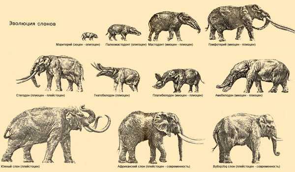 Эволюция млекопитающих: описание, ступени, классы