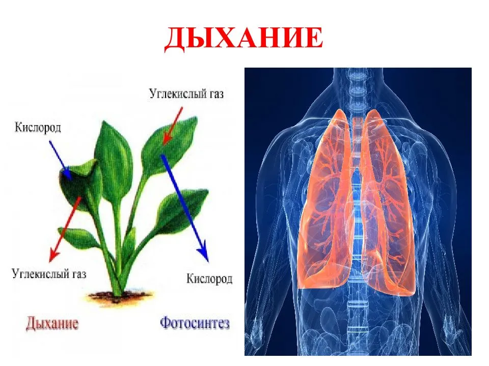 Нарисовать живых организмов с разными типами дыхания