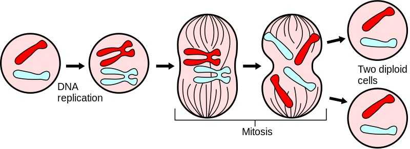 Фазы деления клетки: митоз и мейоз, их сходства и различия - типы и виды деления клеток, прямое и непрямое деление