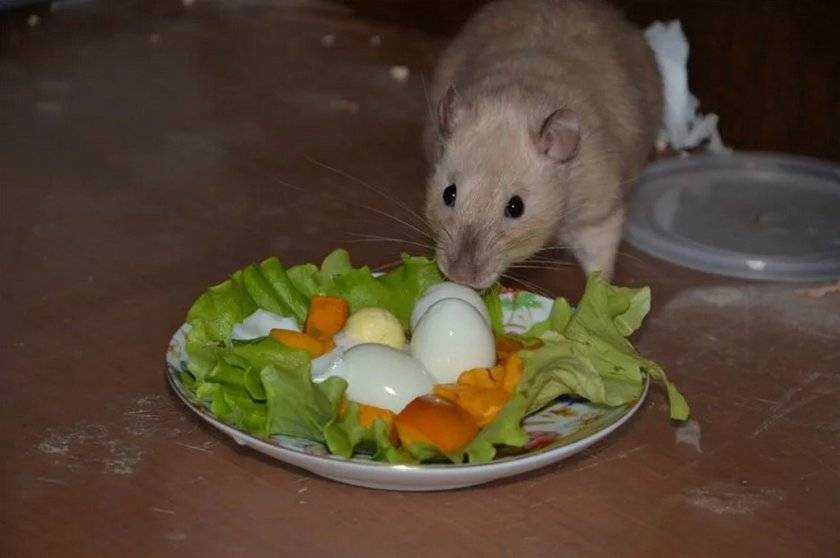 Чем кормить домашнюю крысу? основа рациона и дополнительные продукты — природа мира