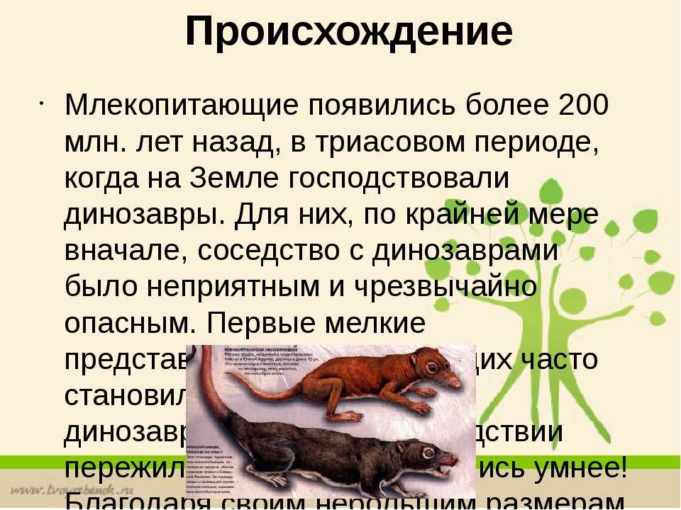 Эволюция рептилий - evolution of reptiles - abcdef.wiki