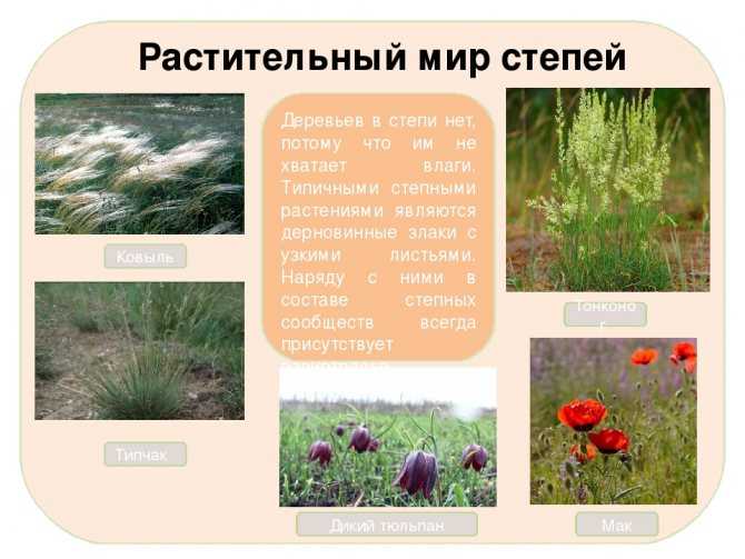 Характеристика растений степи (окружающий мир, 4 класс)