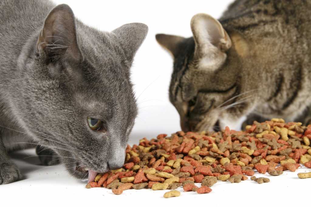 Из чего на самом деле состоят корма для котов и собак?
