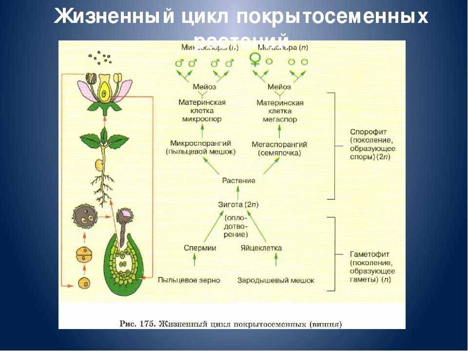 Жизненный цикл голосеменных растений  классификация и общие признаки