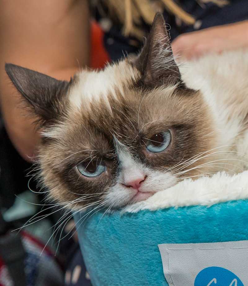 Самый грустный кот в мире – grumpy cat — 7 шагов к популярности