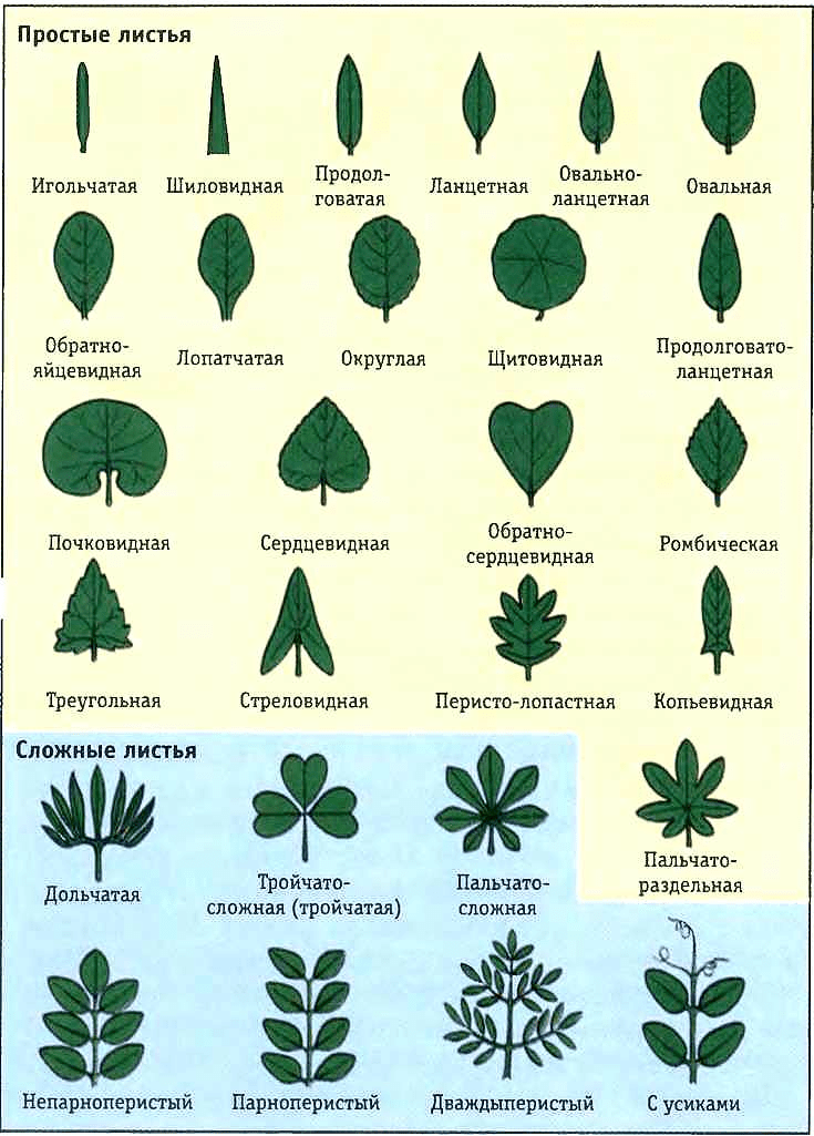 Лист - это зеленый плоский боковой отросток у растений Они бывают разных форм, размеров и цветов, обычно сплюснутые и тонкие Листья фактически называют кухней растения