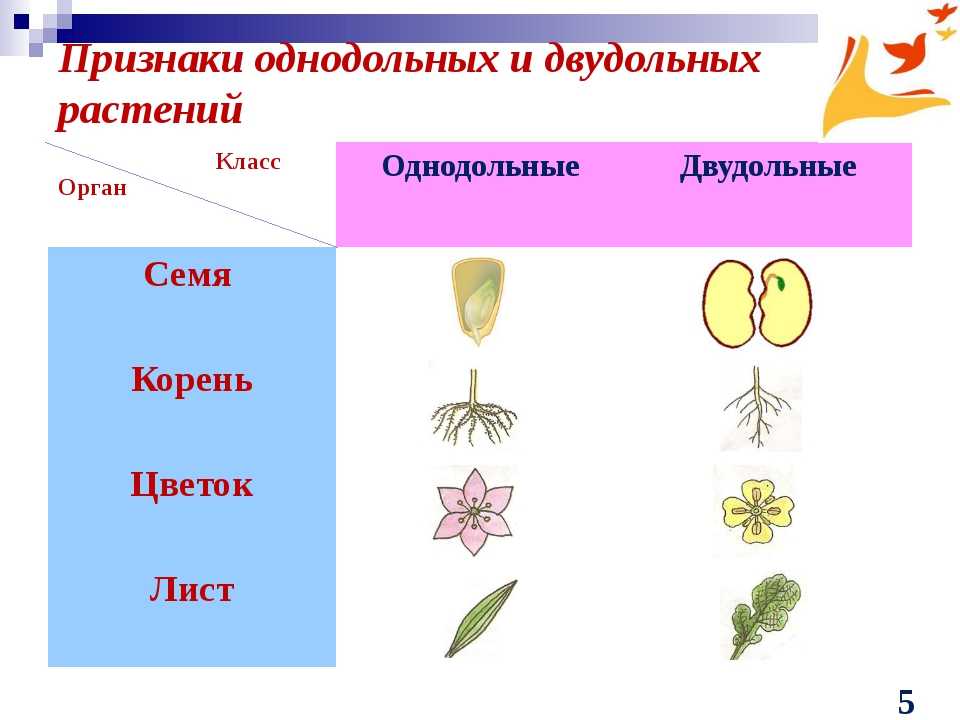 Характеристика двудольных и однодольных растений, характерные признаки, отличия, таблица, корневая система.