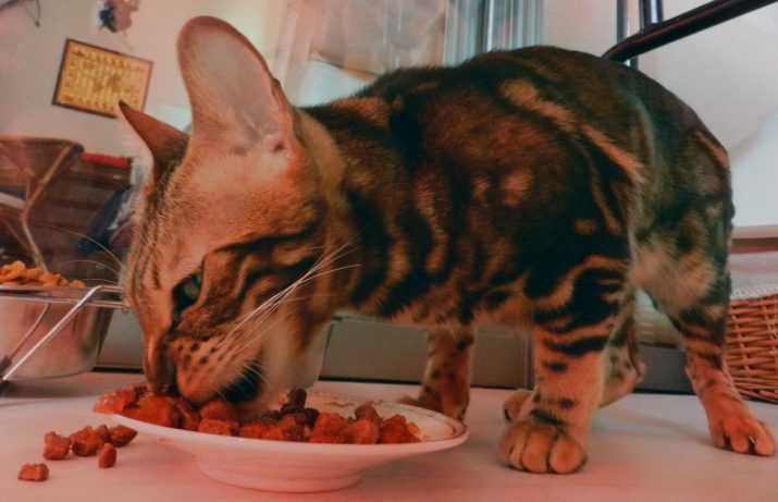 Чем кормить бенгальского котенка: меню от рождения и до года, список запрещенных продуктов, витамины и добавки, режим и нормы кормления