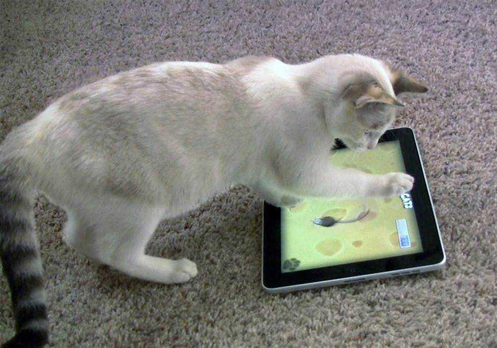 Подборка лучших видео и фильмов для кошек, которые развлекут питомца Более 10 часов видео Бонус: список игр для кошек на  Android, iPhone, iPad